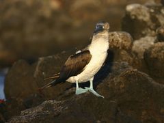 modronohý pták Booby na Galapágách