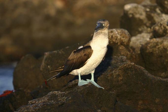 modronohý pták Booby na Galapágách