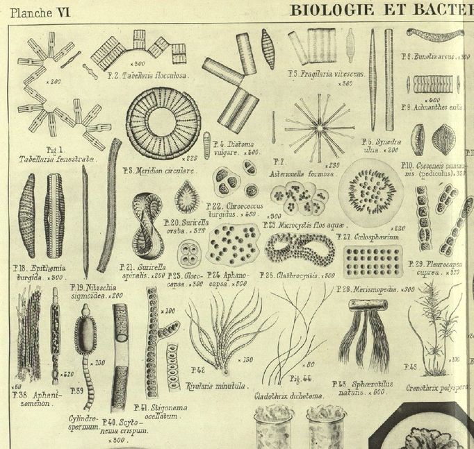 Kanály jsou plné mikroorganismů. Obrázek z knihy: Debauve, A. - Assainissement des villes. Distributions (Paris 1905-1906)