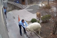 Agresivní ovce si se stádem razila cestu do radnice. Lidé před ní utíkali