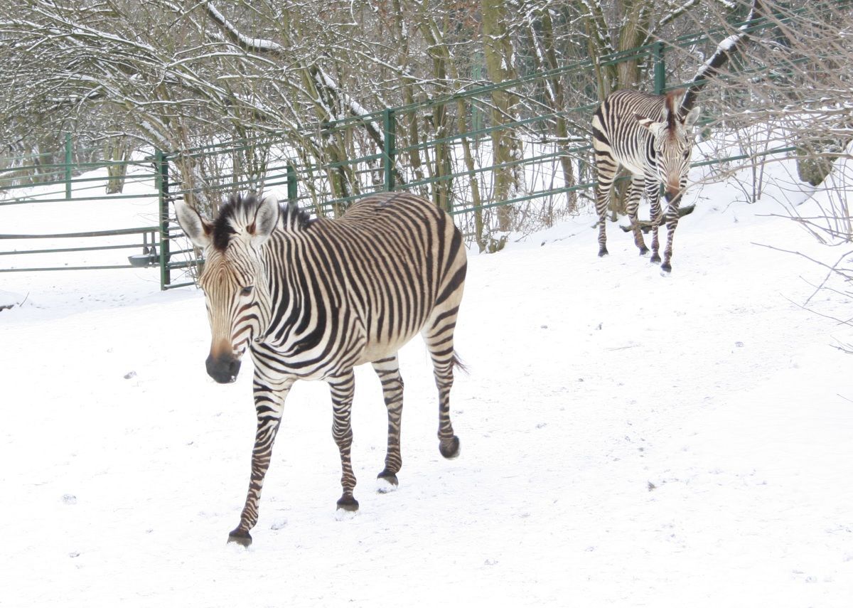 Zvířata na sněhu - Zoo Ústí nad Labem