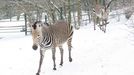 Zvířata na sněhu - Zoo Ústí nad Labem