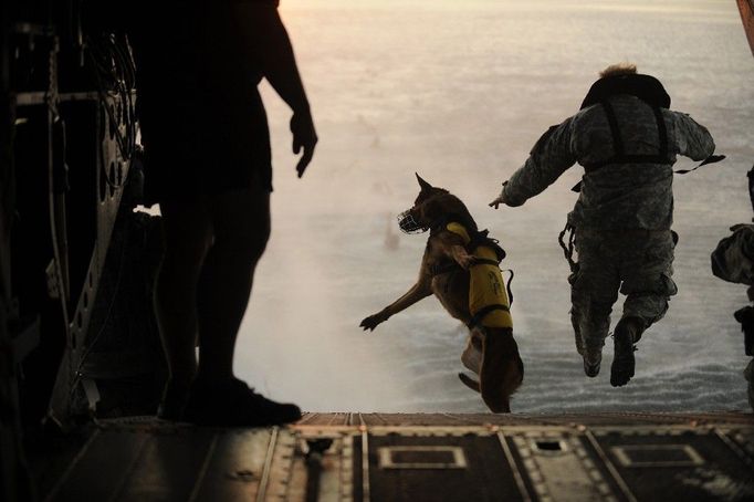 Být služebním psem v americké armádě, to chce odvahu. Zde vidíte skok z dvourotorového středního transportního vrtulníku CH-47 Chinook.