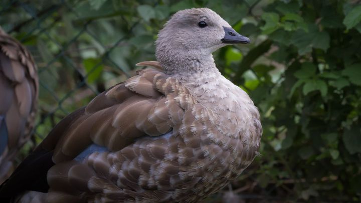 Úspěch královédvorské zoo. Rozmnožila husici modrokřídlou, které hrozí vymření; Zdroj foto: Aneta Haushalterová