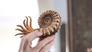 "Takto například vypadal jeden z druhů hlavonožců," vytahuje geolog ze svého batohu napodobeninu vytvořenou pomocí 3D tiskárny, aby měli jeho posluchači lepší představu, čí zkameněliny pozorují.