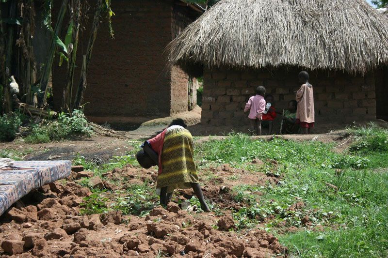 Uganda - Holka pleje záhony
