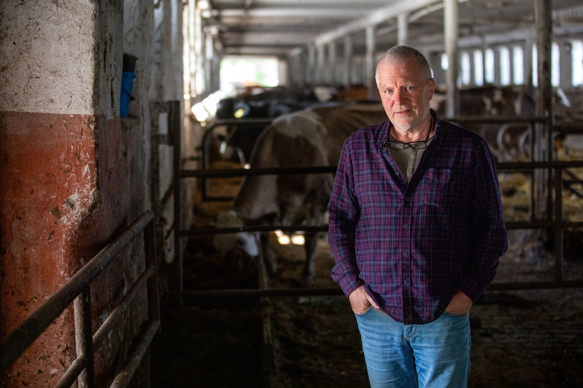 farma, farma Stehlík, krávy, příroda, byznys, statek, vesnice