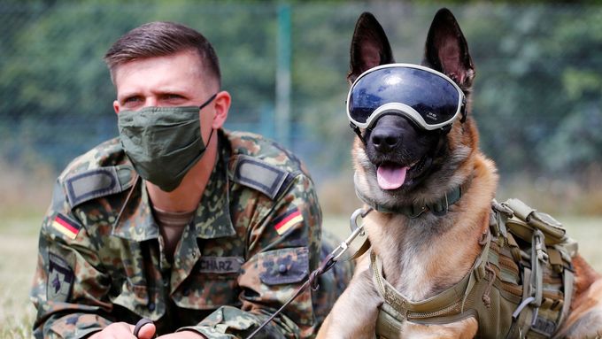 Snímek z armádního výcviku psů hledajících vzorek koronaviru.