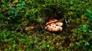 Lošákovec palčivý (Hydnellum peckii)