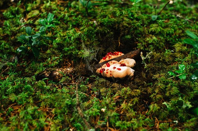 Lošákovec palčivý (Hydnellum peckii)