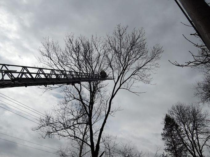 Odstraňování stromu spadlého na elektrické vedení v obci Bulovka - Arnoltice na Liberecku.