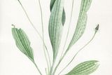Ilustrace z cyklu Herbarium.