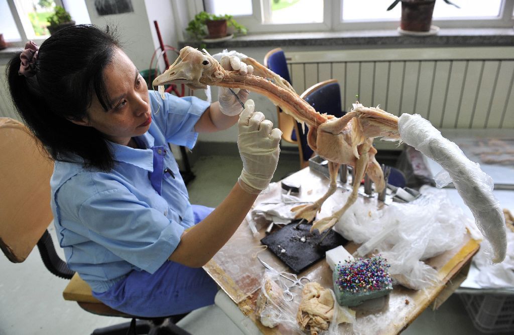 Plastinace lidských a zvířecích těl v Číně