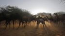 Camels walk as their herders lead them to an area to wait for customers at Pushkar Fair in the desert Indian state of Rajasthan November 23, 2012. Many international and domestic tourists throng to Pushkar to witness one of the most colourful and popular fairs in India. Thousands of animals, mainly camels, are brought to the fair to be sold and traded. REUTERS/Danish Siddiqui (INDIA - Tags: SOCIETY ANIMALS ENVIRONMENT) Published: Lis. 23, 2012, 8:08 dop.