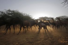 Foto: Obří trh s velbloudy v Indii