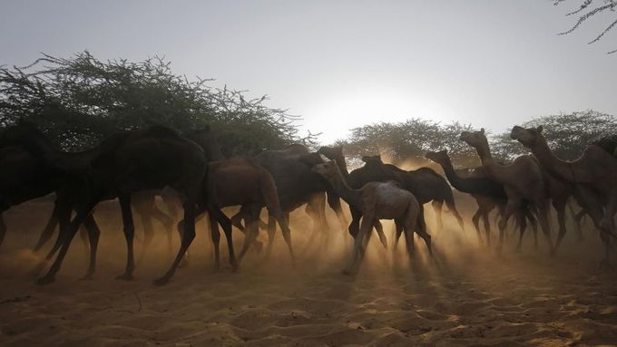 Foto: Obří trh s velbloudy v Indii