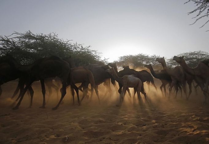 Camels walk as their herders lead them to an area to wait for customers at Pushkar Fair in the desert Indian state of Rajasthan November 23, 2012. Many international and domestic tourists throng to Pushkar to witness one of the most colourful and popular fairs in India. Thousands of animals, mainly camels, are brought to the fair to be sold and traded. REUTERS/Danish Siddiqui (INDIA - Tags: SOCIETY ANIMALS ENVIRONMENT) Published: Lis. 23, 2012, 8:08 dop.