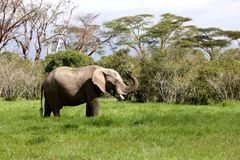 Ochránci zvířat jsou v šoku. Pytláci v Botswaně zmasakrovali téměř stovku slonů