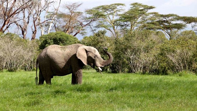 Slon v Keni.