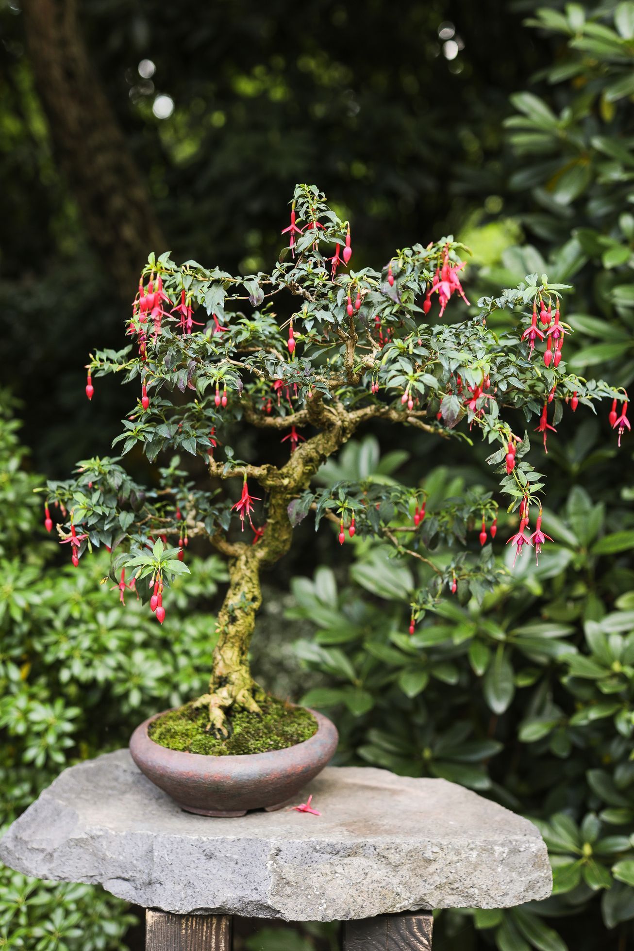Nejlepší české bonsaje - výstava, Botanická zahrada