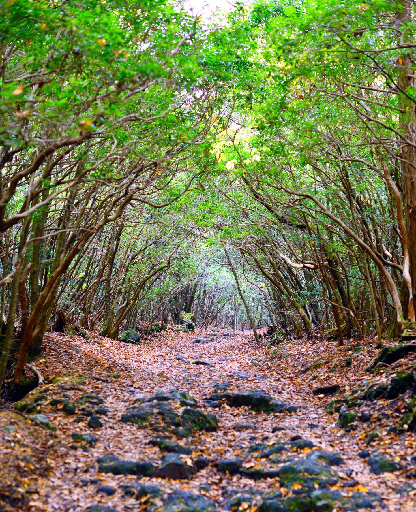 Aokigahara Forest, Japonsko