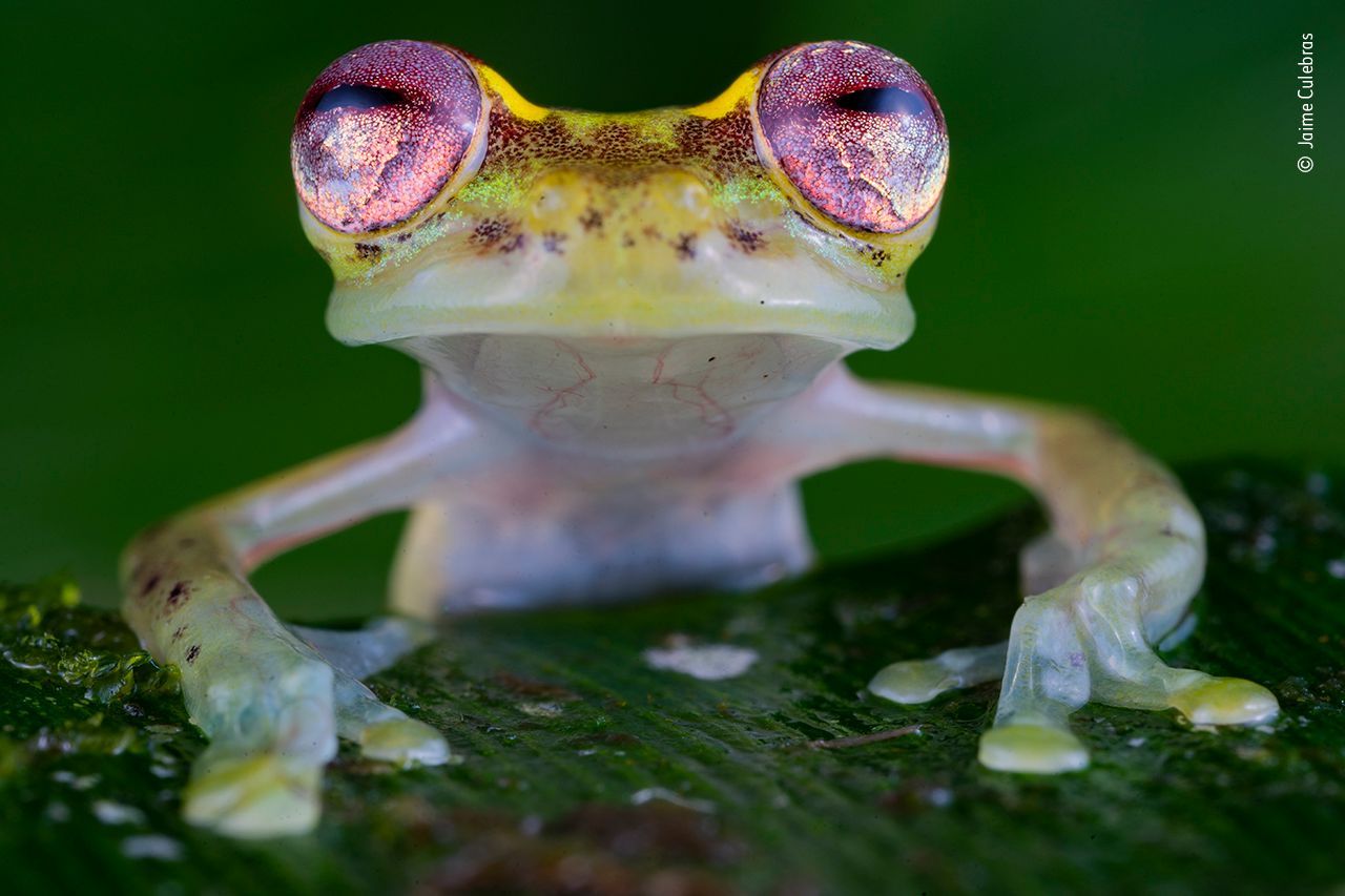 Wildlife Photographer of the Year: fotografie, které se utkají o cenu diváků