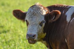 Zemědělce na Prostějovsku povalilo stádo krav, muž utrpěl těžká zranění