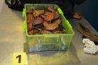 Na letišti v Praze našli v kufru pašeráka 47 ohrožených želv