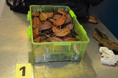 Na letišti v Praze našli v kufru pašeráka 47 ohrožených želv