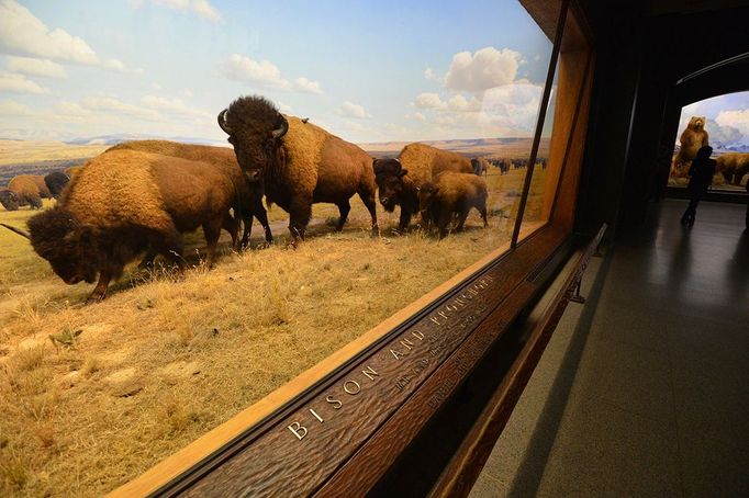 Image: 0144671943, License: Rights managed, A diorama of Bison and Pronghorn in Wyoming is seen in a preview of the reopening of the Theodore Roosevelt Memorial and the Jill and Lewis Bernard Family Hall of North American Mammals at the American Museum of Natural History October 25, 2012 in New York. Bighorn Sheep in Alberta, Canada (R) and Bison and Pronghorn in Wyoming (L) are two of the restored dioramas., Place: UNITED STATES, Model Release: No or not aplicable, Credit line: Profimedia.cz, AFP