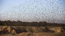 A flock of starlings fly over an agricultural field near the southern Israeli city of Netivot January 24, 2013. REUTERS/Amir Cohen (ISRAEL - Tags: ANIMALS ENVIRONMENT) Published: Led. 24, 2013, 6:37 odp.