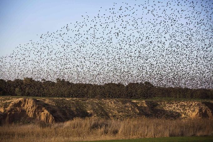 A flock of starlings fly over an agricultural field near the southern Israeli city of Netivot January 24, 2013. REUTERS/Amir Cohen (ISRAEL - Tags: ANIMALS ENVIRONMENT) Published: Led. 24, 2013, 6:37 odp.