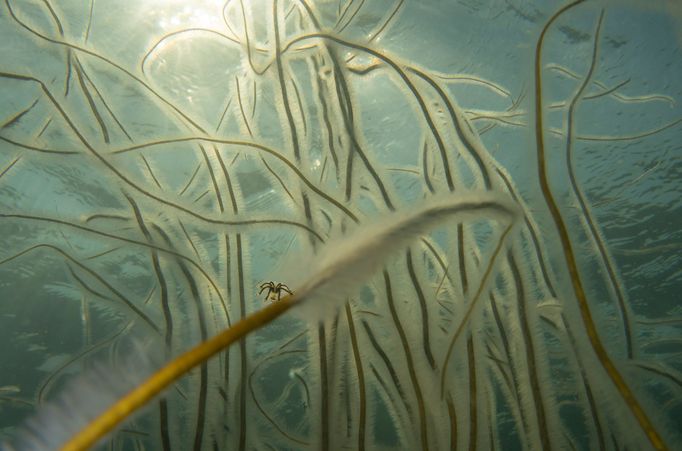 Vítězové soutěže Underwater Photographer of the Year 2021