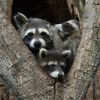 Finalisté soutěže Nikon Comedy Wildlife Awards 2024