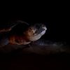 Fotogalerie / Jak se zachraňují mořské želvy v Turecku / Reuters / 15