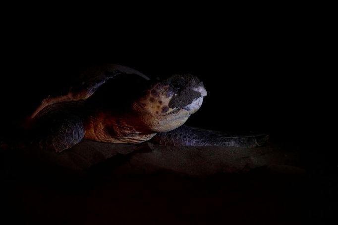 Jak se zachraňují mořské želvy v Turecku. Září 2018.