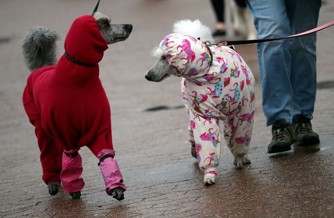 Crufts Dog Show (Birmingham)