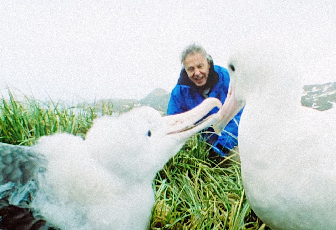 Jednorázové užití / Fotogalerie / Legendární britský přírodovědec David Attenborough slaví 95. narozeniny