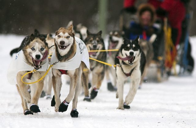 Aljaška psi závod