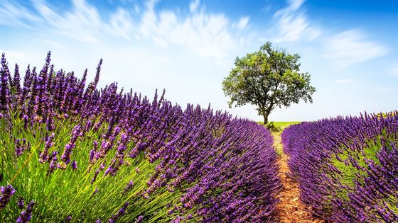 Obrazem: Omamná vůně levandulí v Provence. Užíval si ji i český malíř Kubín