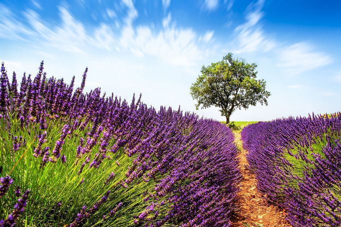 Levandulová pole v Provence, Jižní Francie