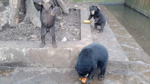 Zubožení medvědi žebrají o jídlo. Aktivisté upozornili na týrání zvířat v indonéské zoo