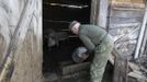 Villager Shamianok feeds his pigs at his house in abandoned village of Tulgovichi