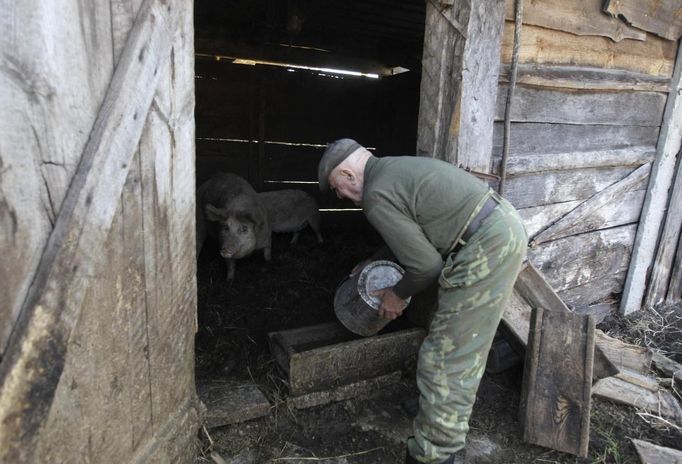 Villager Shamianok feeds his pigs at his house in abandoned village of Tulgovichi