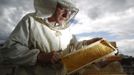 Felix Munk, head of the beekeeper organization Stadtimker, checks a honeycomb at the rooftop of the Austrian chancellery in Vienna July 16, 2012. Munk is a member of Vienna's Stadtimker, one of a growing number of urban beekeepers' associations who are trying to encourage bees to make their homes in cities, as pesticides and crop monocultures make the countryside increasingly hostile. Bee populations are in sharp decline around the world, under attack from a poorly understood phenomonenon known as colony collapse disorder, whose main causes are believed to include a virus spread by mites that feed on haemolymph - bees' "blood". Picture taken July 16, 2012. REUTERS/Lisi Niesner (AUSTRIA - Tags: ENVIRONMENT ANIMALS SOCIETY) Published: Čec. 25, 2012, 1:49 odp.