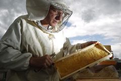 Včely umějí najít miny, Chorvaté je začínají cvičit