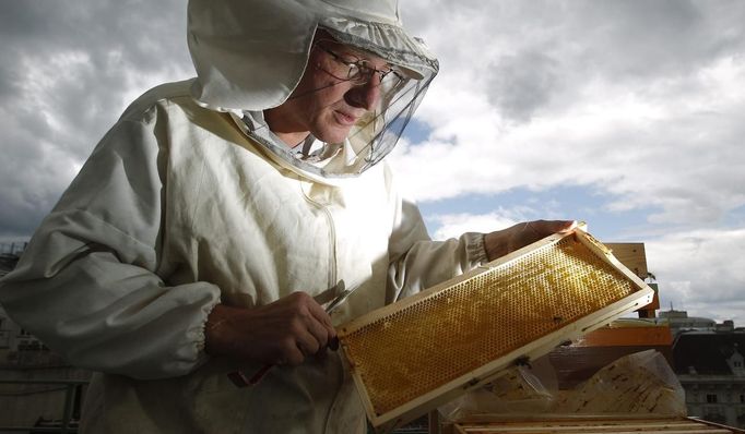 Felix Munk, head of the beekeeper organization Stadtimker, checks a honeycomb at the rooftop of the Austrian chancellery in Vienna July 16, 2012. Munk is a member of Vienna's Stadtimker, one of a growing number of urban beekeepers' associations who are trying to encourage bees to make their homes in cities, as pesticides and crop monocultures make the countryside increasingly hostile. Bee populations are in sharp decline around the world, under attack from a poorly understood phenomonenon known as colony collapse disorder, whose main causes are believed to include a virus spread by mites that feed on haemolymph - bees' "blood". Picture taken July 16, 2012. REUTERS/Lisi Niesner (AUSTRIA - Tags: ENVIRONMENT ANIMALS SOCIETY) Published: Čec. 25, 2012, 1:49 odp.