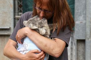 Koalové volají o pomoc. Dojemné fotky lidí, kteří chrání malé vačnatce před vyhubením