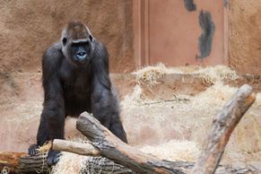 Gorilí mládě se zoo pokusí vrátit matce, teď je v inkubátoru