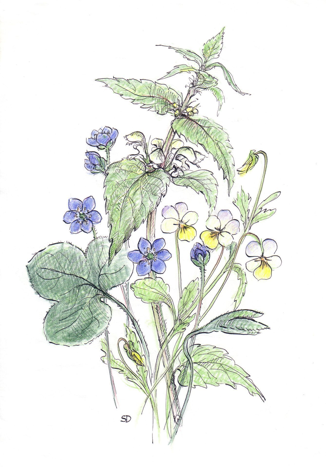 kresby, dr. dudek. bylinky